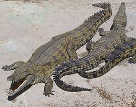 krokodýl