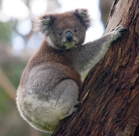 610px-Koala_climbing_tree